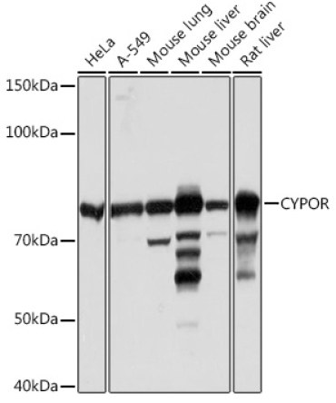 CYPOR Rabbit Monoclonal Antibody