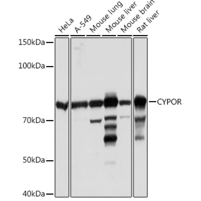 CYPOR Rabbit Monoclonal Antibody