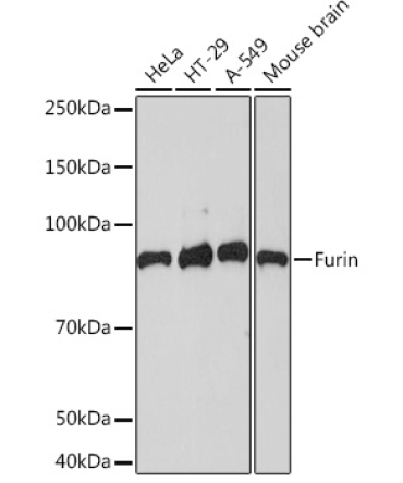Furin Rabbit Monoclonal Antibody
