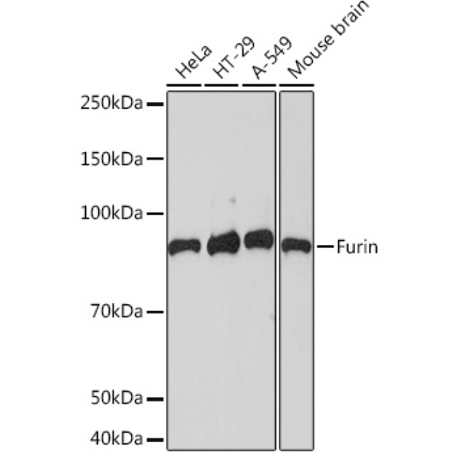 Furin Rabbit Monoclonal Antibody