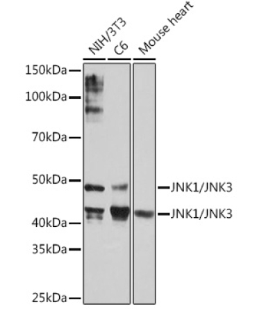 JNK1/JNK3 Rabbit Monoclonal Antibody