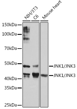 JNK1/JNK3 Rabbit Monoclonal Antibody