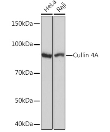 Cullin 4A Rabbit Monoclonal Antibody