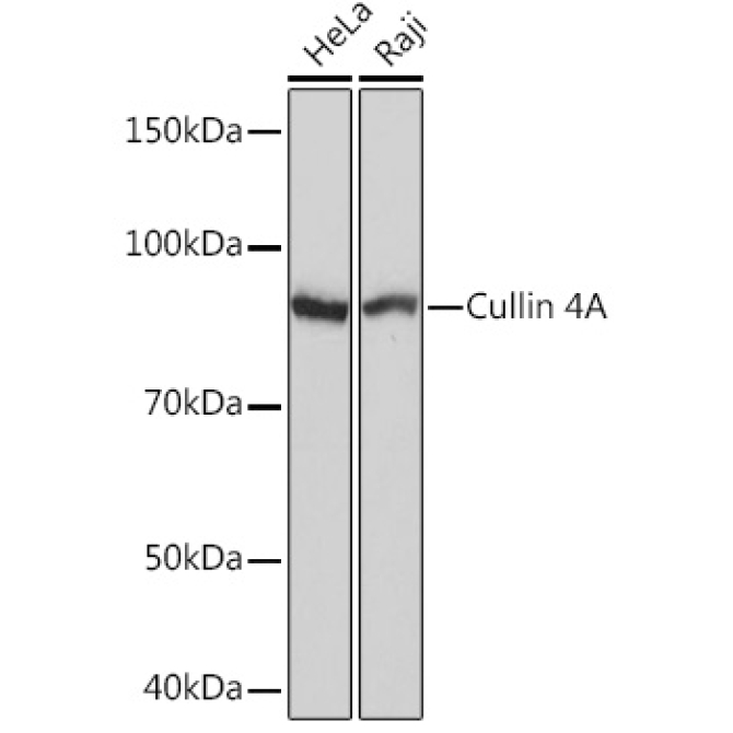 Cullin 4A Rabbit Monoclonal Antibody