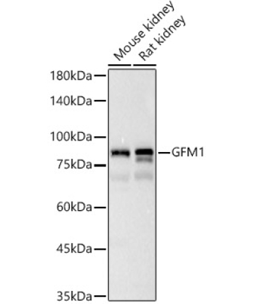 GFM1 Rabbit Polyclonal Antibody
