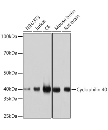 Cyclophilin 40 Rabbit Monoclonal Antibody