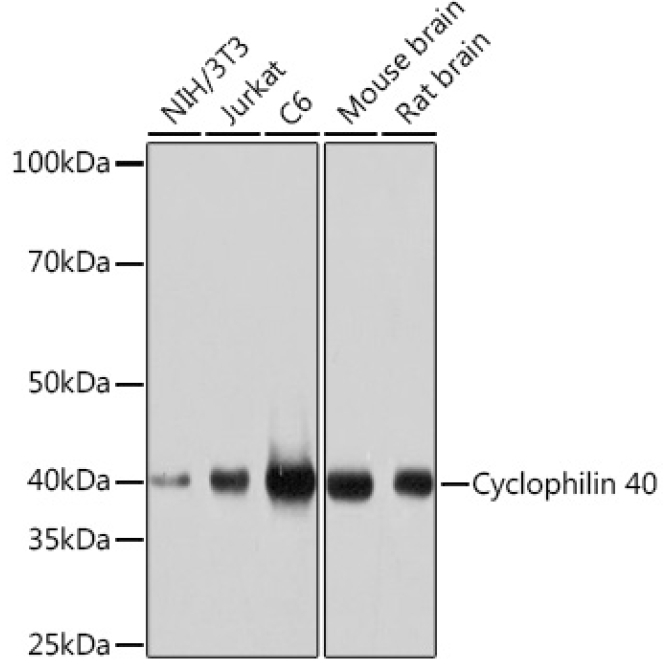 Cyclophilin 40 Rabbit Monoclonal Antibody