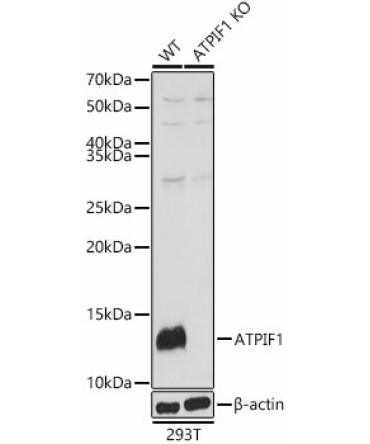 ATPIF1 Rabbit Polyclonal Antibody [KO Validated]