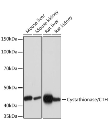 Cystathionase/CTH Rabbit Monoclonal Antibody