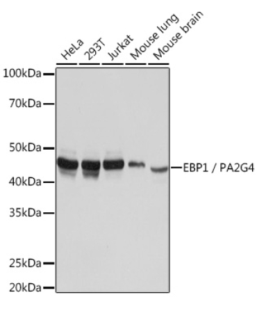 EBP1/PA2G4  Rabbit Monoclonal Antibody