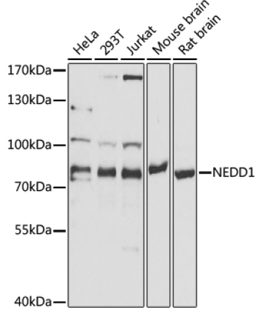 NEDD1 Rabbit Polyclonal Antibody