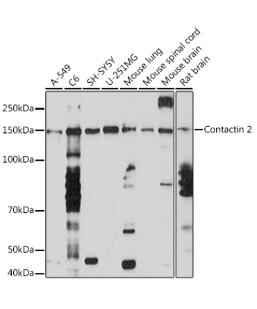 Contactin 2 Rabbit Monoclonal Antibody