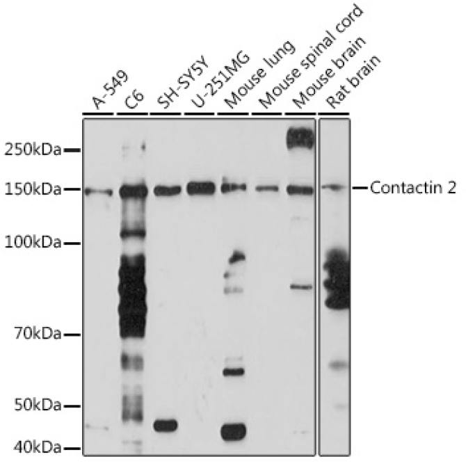 Contactin 2 Rabbit Monoclonal Antibody