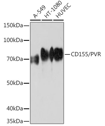 CD155/PVR Rabbit Monoclonal Antibody
