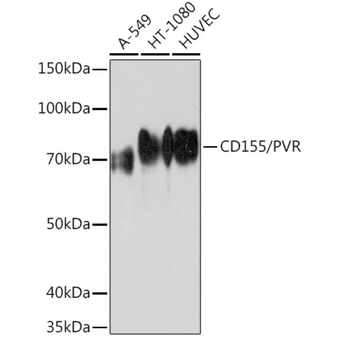CD155/PVR Rabbit Monoclonal Antibody