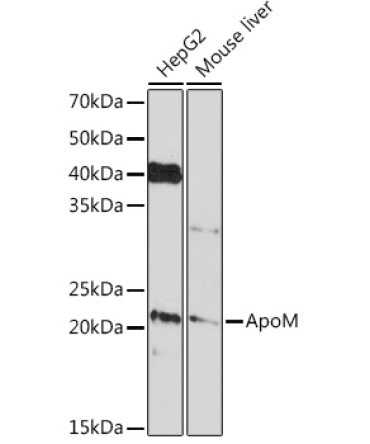 ApoM Rabbit Monoclonal Antibody