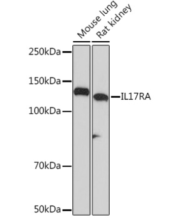IL17RA Rabbit Monoclonal Antibody
