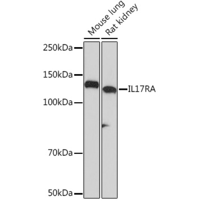IL17RA Rabbit Monoclonal Antibody