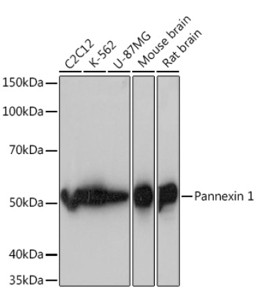 Pannexin 1 Rabbit Monoclonal Antibody