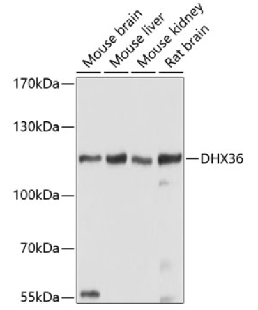 DHX36 Rabbit Polyclonal Antibody