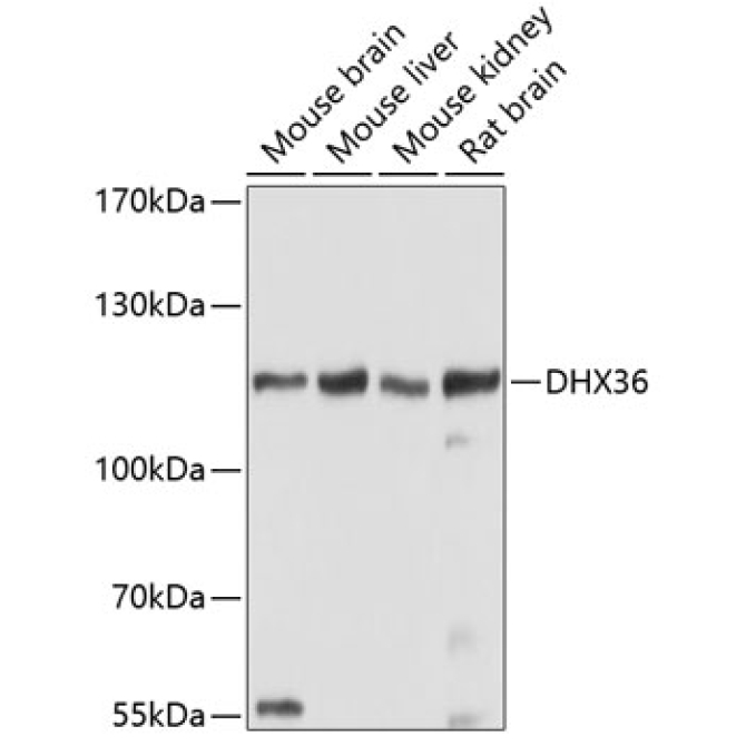 DHX36 Rabbit Polyclonal Antibody