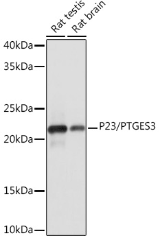 P23/PTGES3 Rabbit Monoclonal Antibody