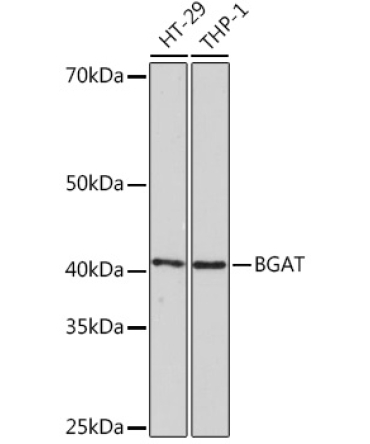 BGAT Rabbit Monoclonal Antibody
