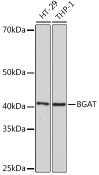 BGAT Rabbit Monoclonal Antibody