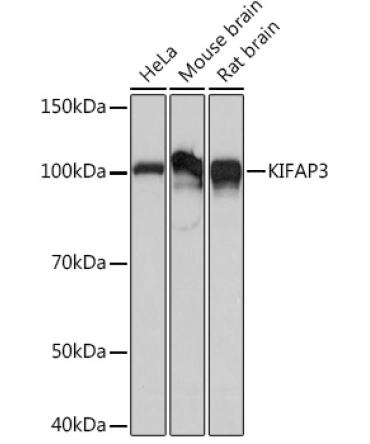 KIFAP3 Rabbit Monoclonal Antibody