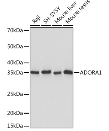 ADORA1 Rabbit Monoclonal Antibody
