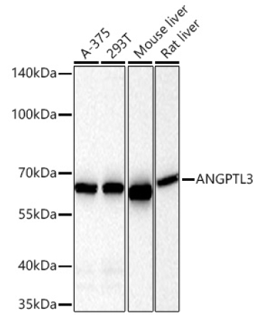 ANGPTL3 Rabbit Monoclonal Antibody