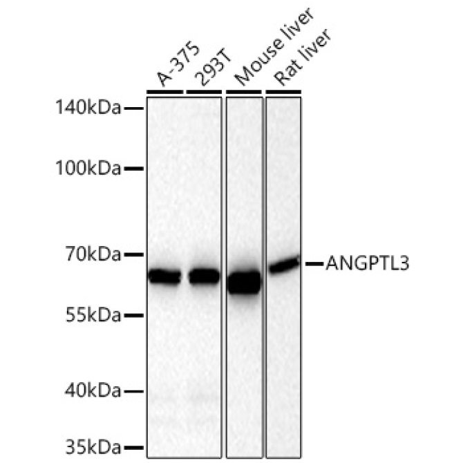 ANGPTL3 Rabbit Monoclonal Antibody