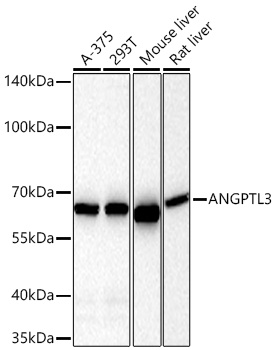 ANGPTL3 Rabbit Monoclonal Antibody