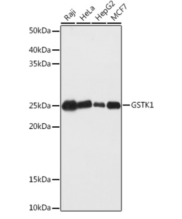 GSTK1 Rabbit Polyclonal Antibody