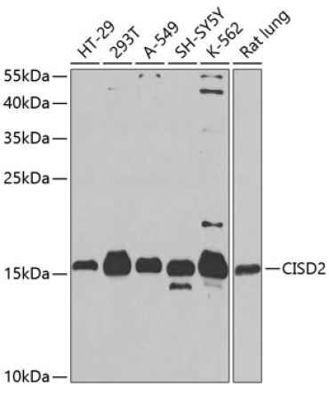 CISD2 Rabbit Polyclonal Antibody