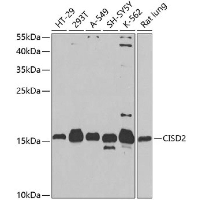 CISD2 Rabbit Polyclonal Antibody