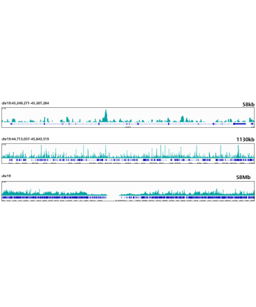 ESE1/ELF3 Rabbit Monoclonal Antibody