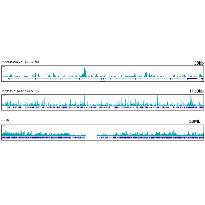 ESE1/ELF3 Rabbit Monoclonal Antibody