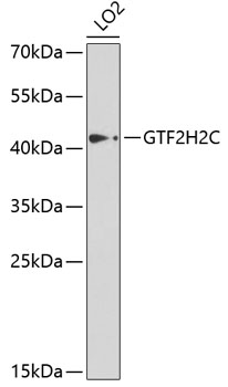 GTF2H2C Rabbit Polyclonal Antibody