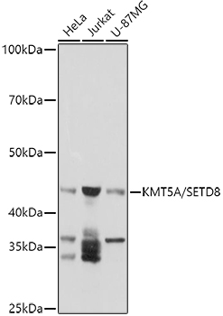 KMT5A/SETD8 Rabbit Polyclonal Antibody