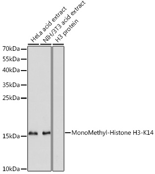 MonoMethyl-Histone H3-K14 Rabbit Polyclonal Antibody