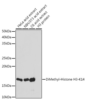 DiMethyl-Histone H3-K14 Rabbit Polyclonal Antibody