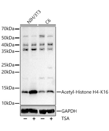 Acetyl-Histone H4-K16 Rabbit Polyclonal Antibody