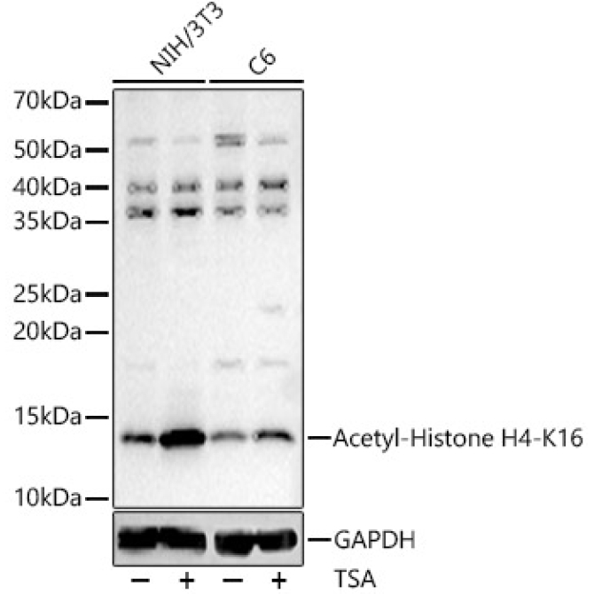 Acetyl-Histone H4-K16 Rabbit Polyclonal Antibody