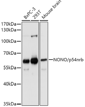 NONO/p54nrb Rabbit Polyclonal Antibody