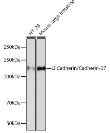 LI Cadherin/Cadherin-17 Rabbit Monoclonal Antibody
