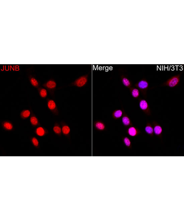 JunB Rabbit Polyclonal Antibody