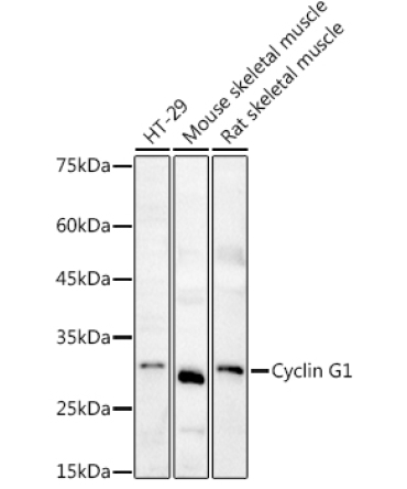 Cyclin G1 Rabbit Polyclonal Antibody