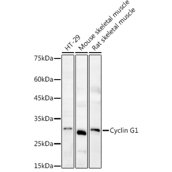 Cyclin G1 Rabbit Polyclonal Antibody