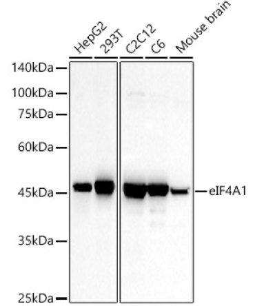 eIF4A1 Rabbit Polyclonal Antibody